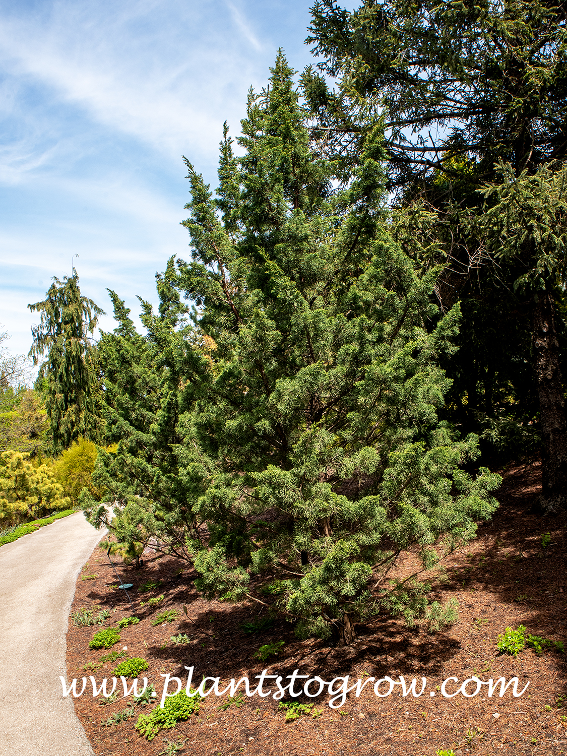 Iowa Juniper (Juniperus chinensis)